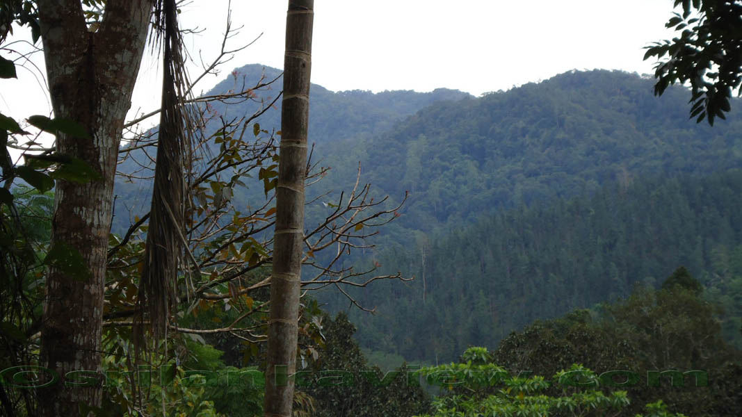 Sinharaja Rain Forest