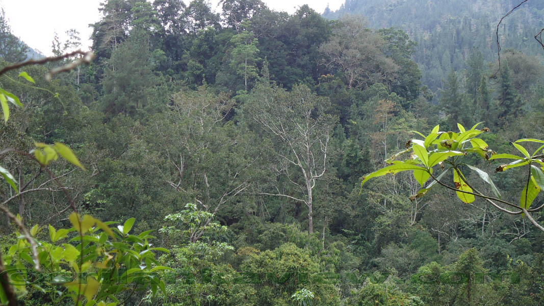 Sinharaja Rain Forest