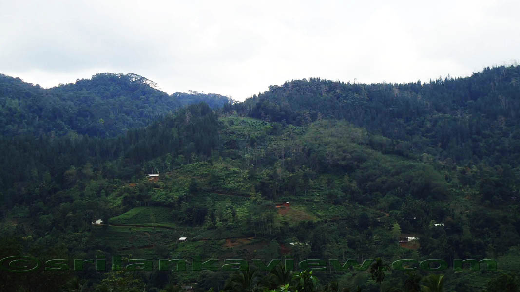 Sinharaja Rain Forest