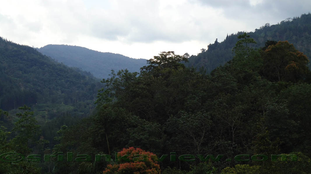 Sinharaja Rain Forest