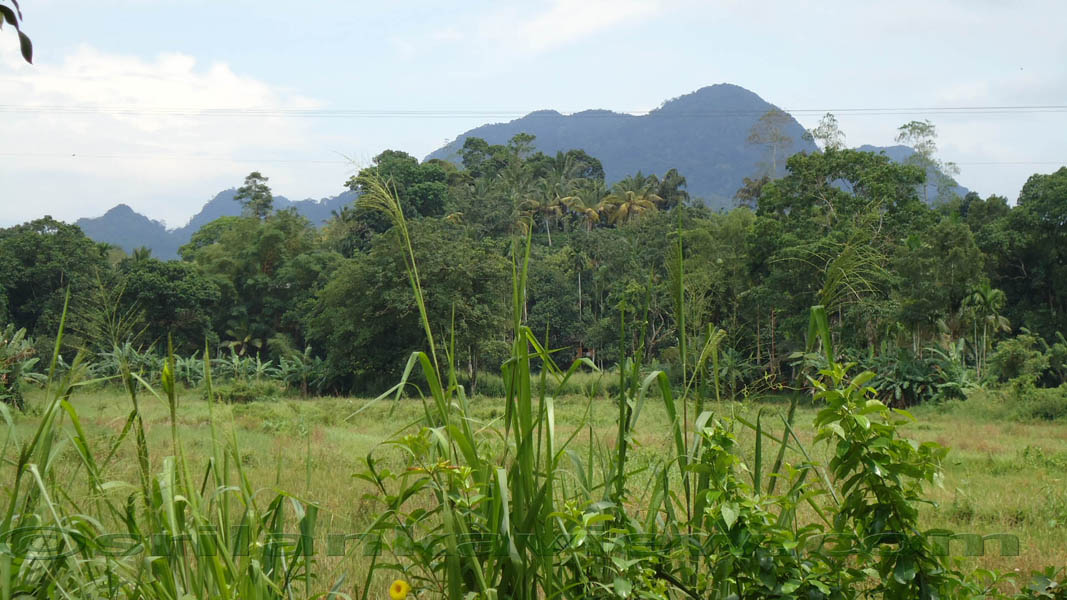 Sinharaja Rain Forest