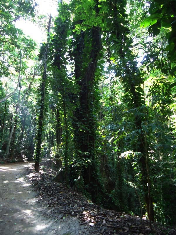 UdawattaKele Sanctuary
