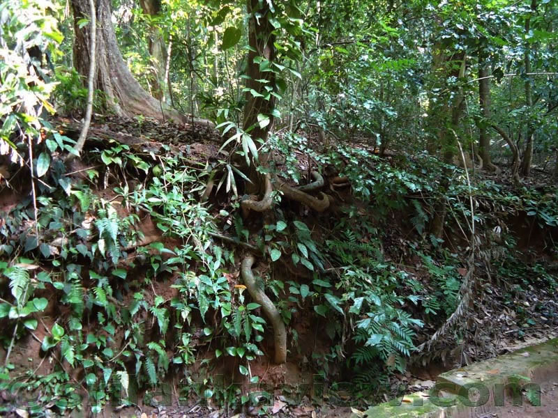 UdawattaKele Sanctuary