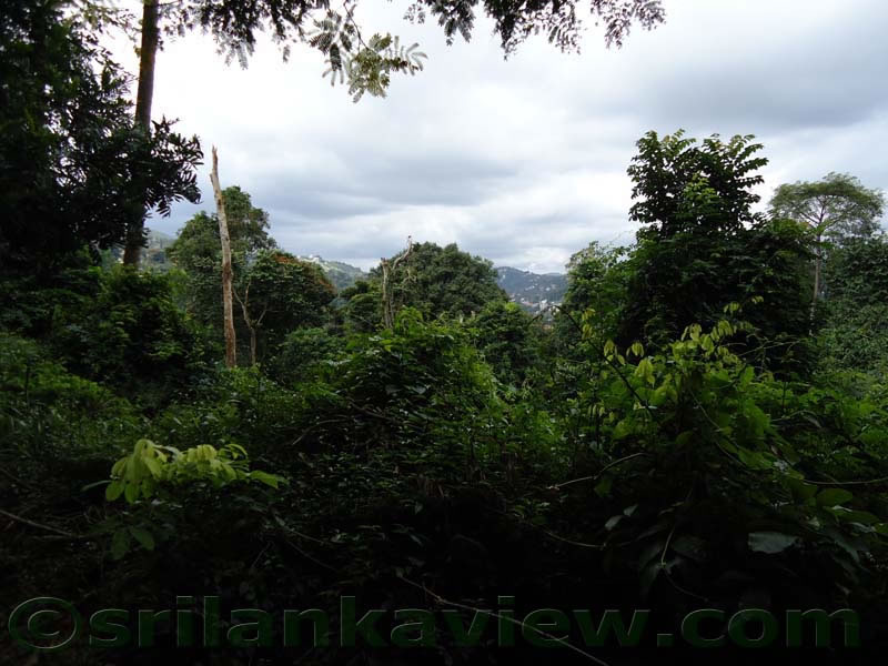 UdawattaKele Sanctuary