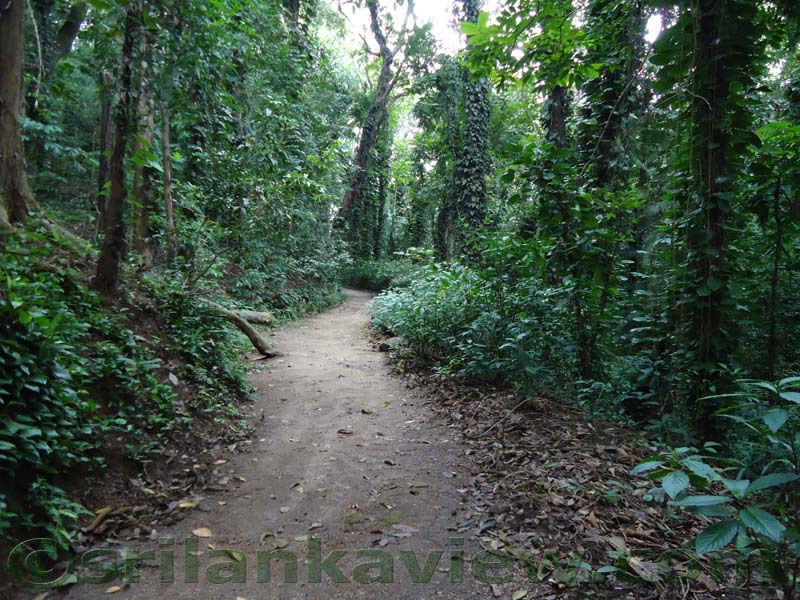 UdawattaKele Sanctuary