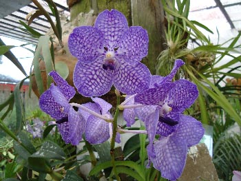 Orchids at peradeniya Botanical Garden