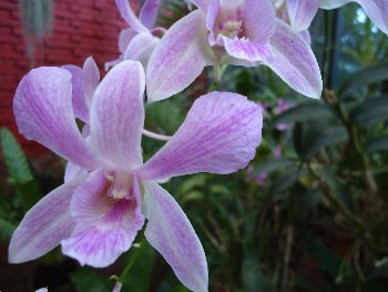 Orchids at peradeniya Botanical Garden