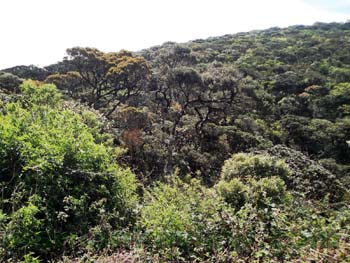 Pidurutalagala Mountain and Forest Reserve