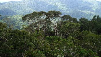 Sinharaja Rain Forest