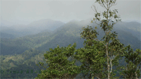 Sinharaja RainForest Reserve