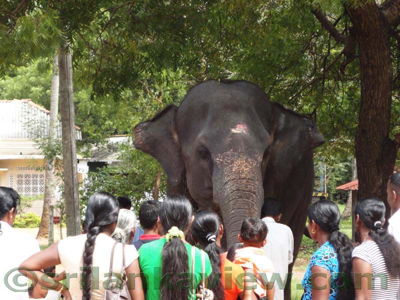 Kataragama Temple  elephant