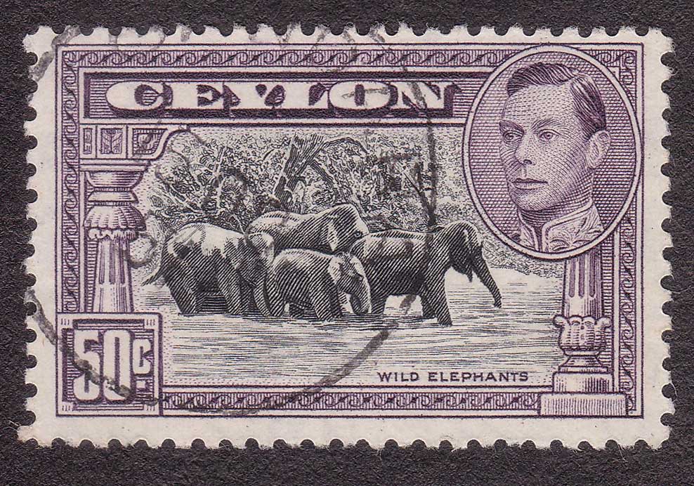 Wild Elephants