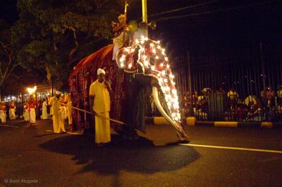 A tusker with decorated  red attire-Kandy Esala perahera 