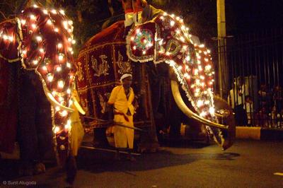  Two Tuskers with decorated  red attire-Kandy Esala Perahera
