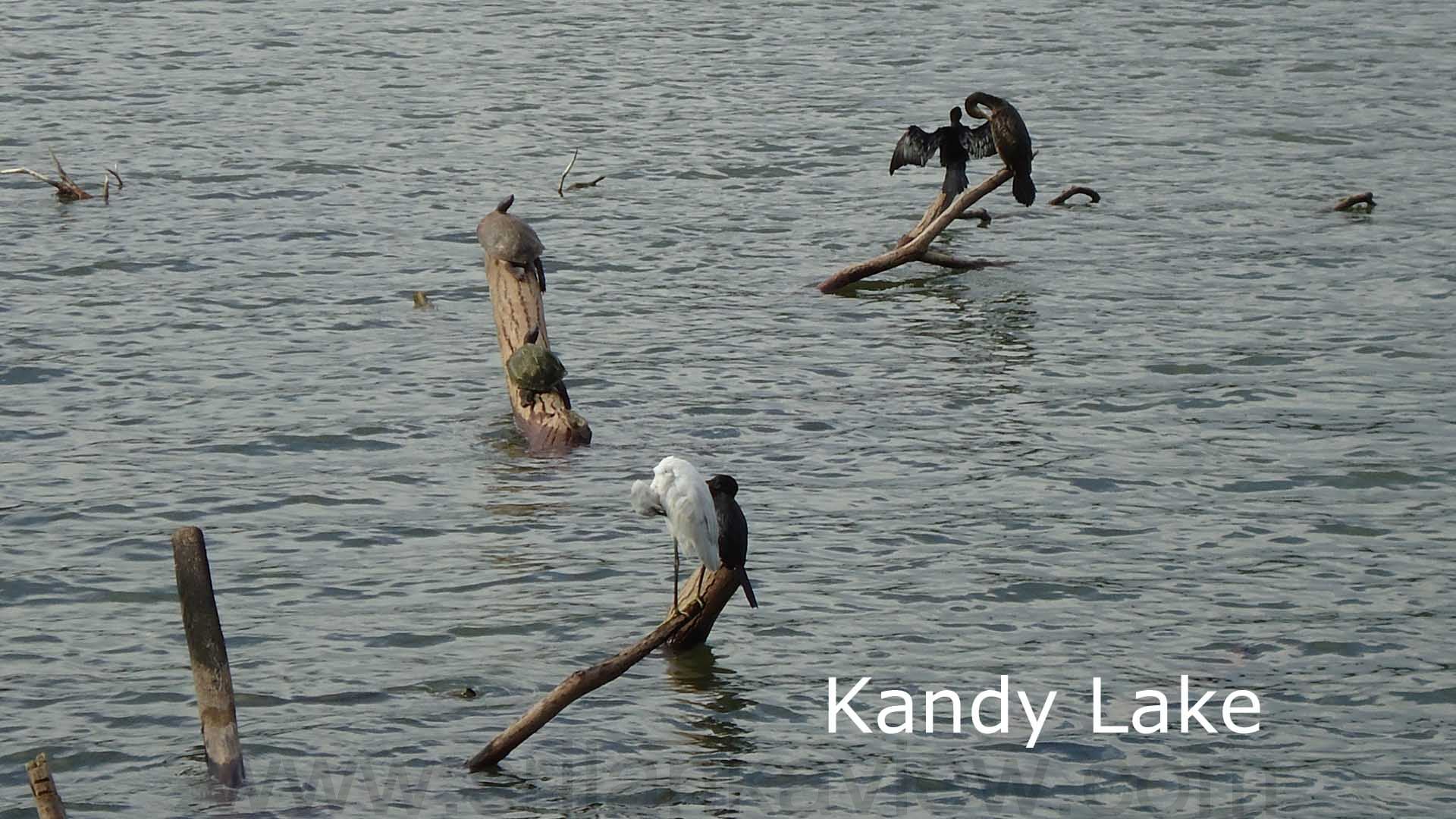 Kandy Lake Photo of dwelling creatures< 