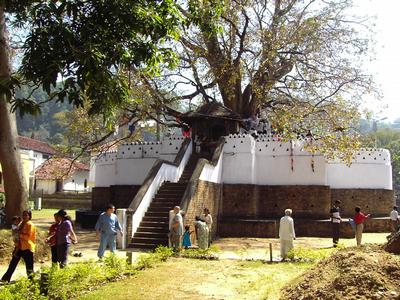 Sacred Bo Tree opposit Pattini Temple