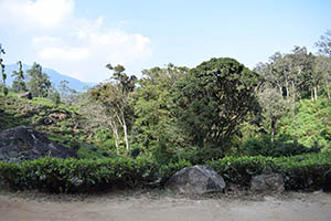 Kabaragala Waterfall vicinity