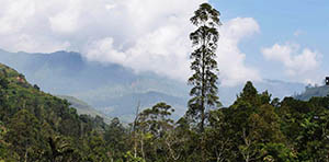 On the way to Kolapathana Waterfall
