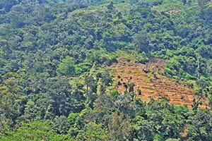 On the way to Kolapathana Waterfall
