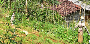 On the way to Kolapathana Waterfall
