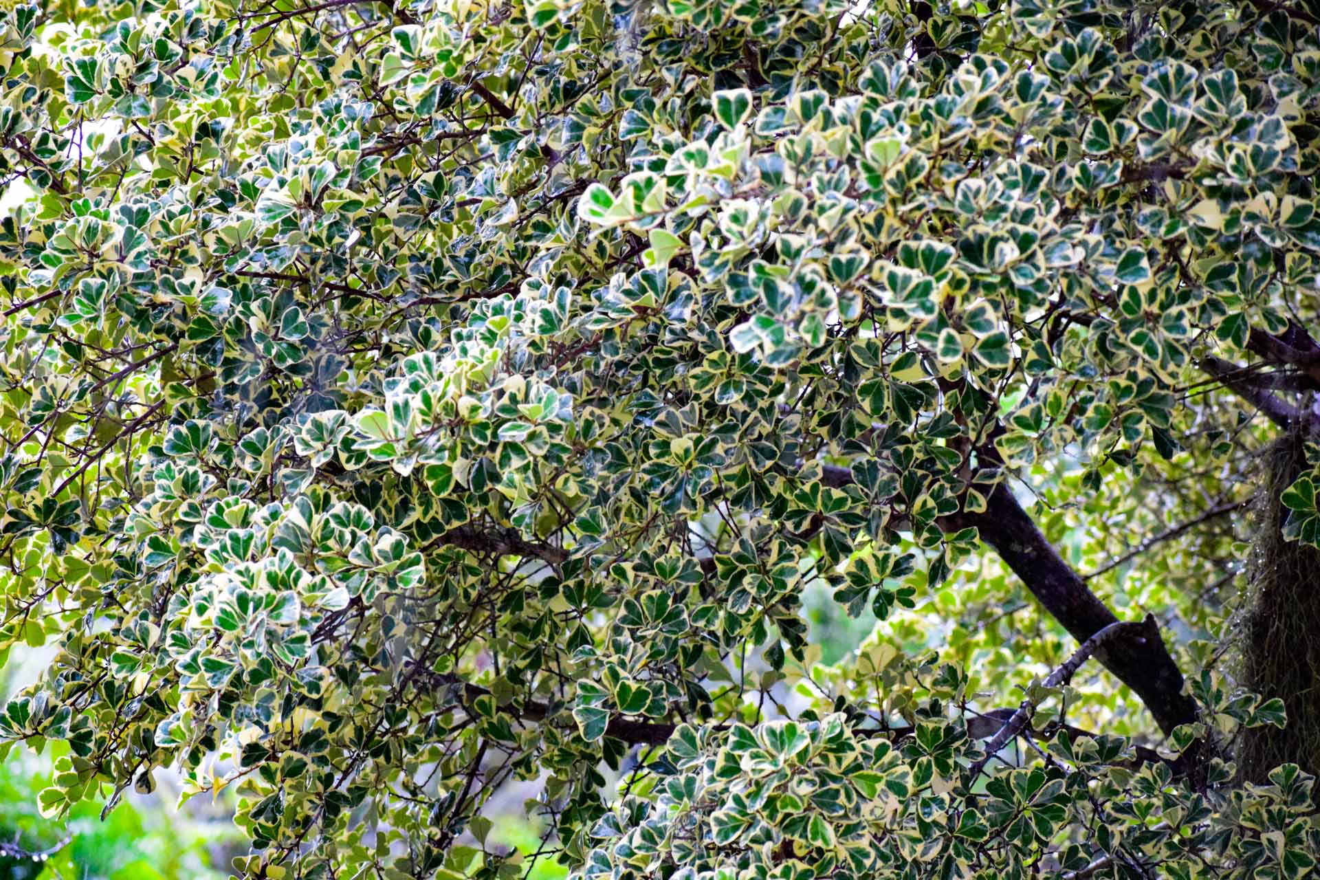 A tree in front garden
