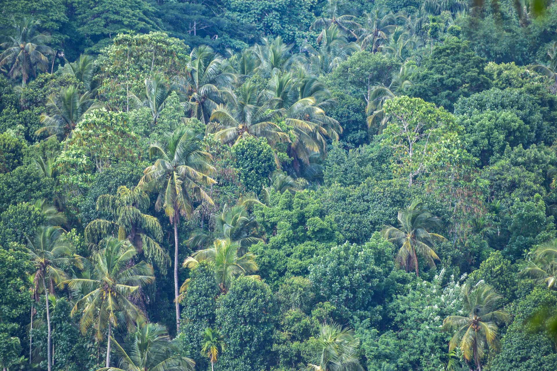 Tree tops of Kandyan Home Gardens in a village few hundred meters from us