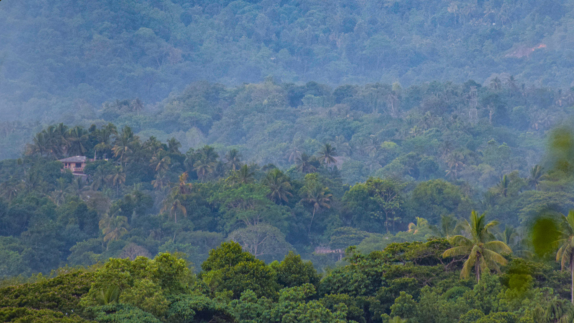 Layers of vegetation  in Dumbara Valley