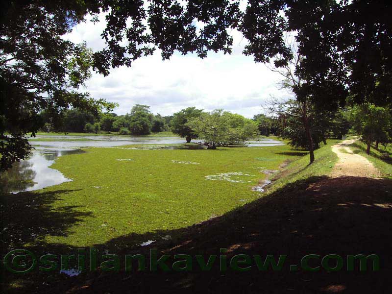 Nillakgama Bodhigaraya