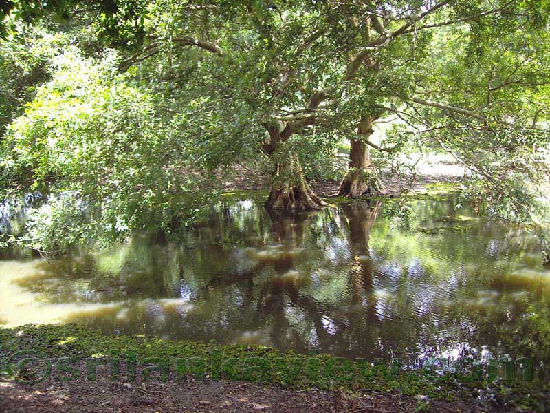 Nillakgama Bodhigaraya