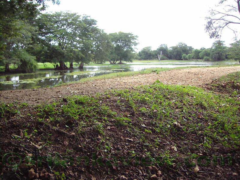 Nillakgama Bodhigaraya