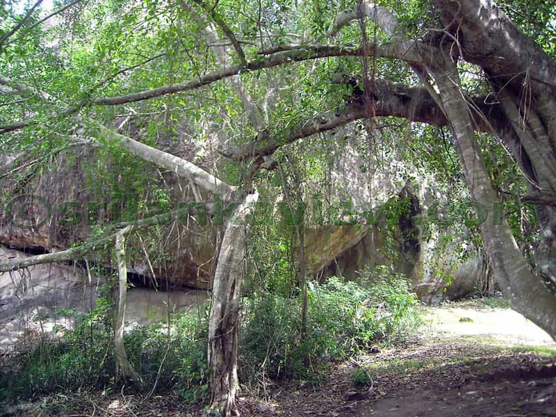 The boulders and the trees at the begining of the path.